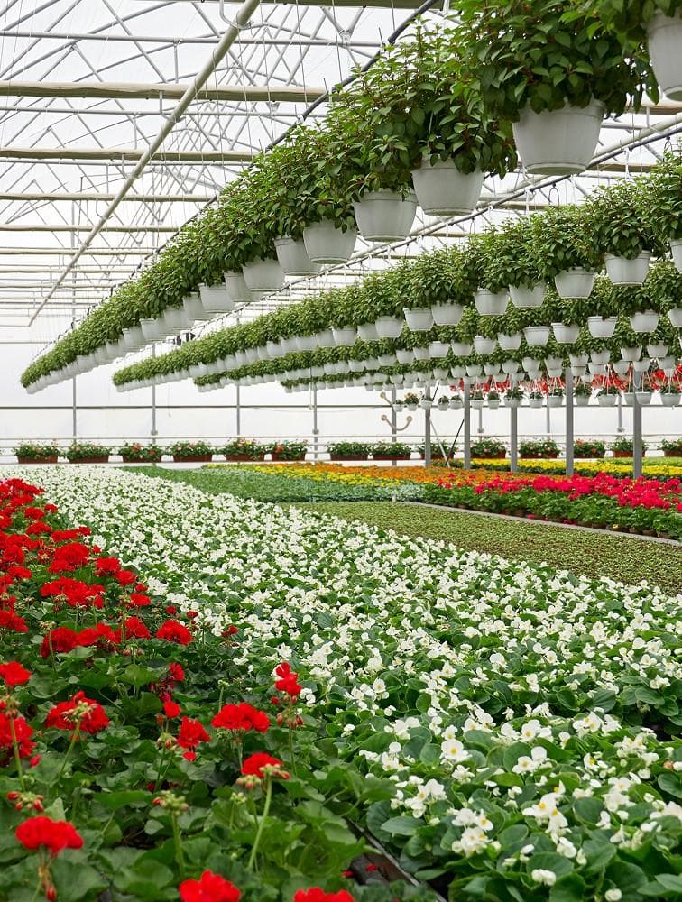 Hanging Plants Greenhouse Setup