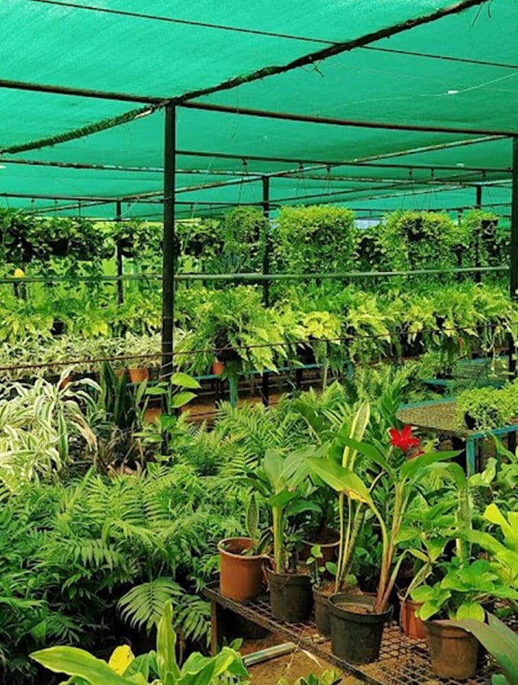 Lush Indoor Plant Nursery