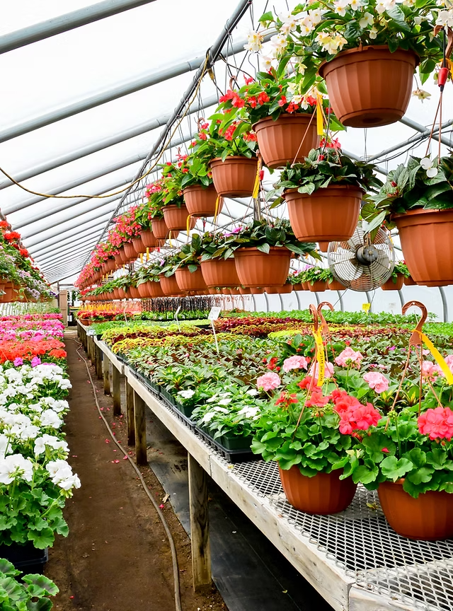 Indoor Plants Collection