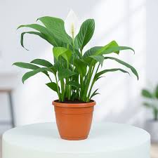 Peace Lily
